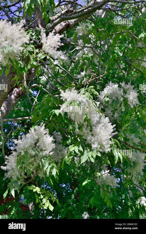 Flowering Ash Tree Hi Res Stock Photography And Images Alamy