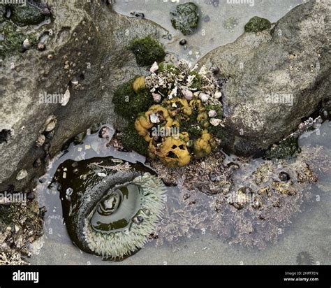 Sea Anemone In A Tide Pool At The Pacific Ocean Stock Photo Alamy