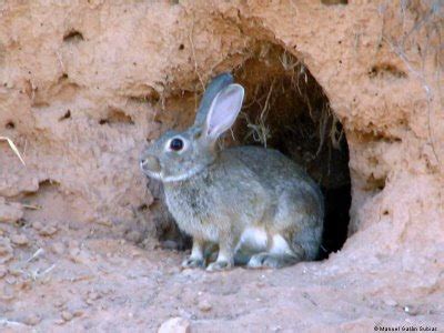 Santa Biología: El conejo no es un roedor