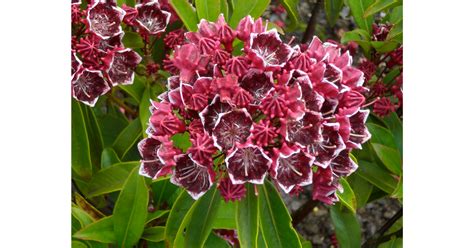 Kalmia Latifolia Kaleidoscope Berglorbeer Park Der Gaerten