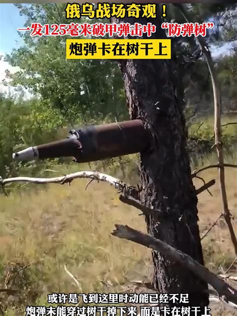 俄乌战场奇观！一发125毫米破甲弹击中“防弹树”，炮弹卡在树干上 度小视