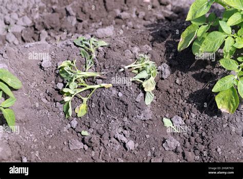 Potato Plant Heavily Infested By Potato Blackleg Disease Caused By Pathogens Bacteria