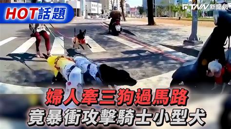 婦人牽三狗過馬路 竟暴衝攻擊騎士小型犬 Youtube