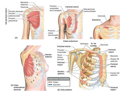 Anatomia Del Musculo Pectoral