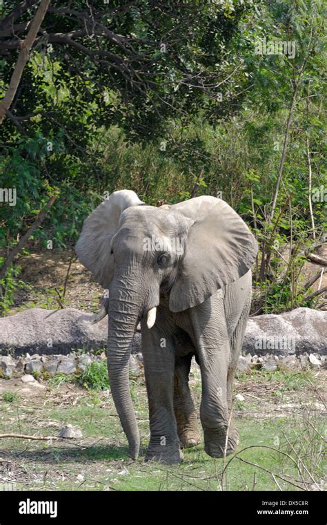 Los Elefantes Africanos Son Los Elefantes Del Género Loxodonta Compuesto De Dos Especies