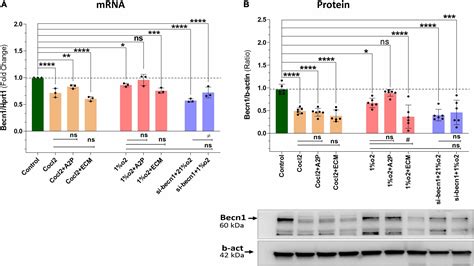 Frontiers Molecular And Cellular Response Of The Myocardium H C