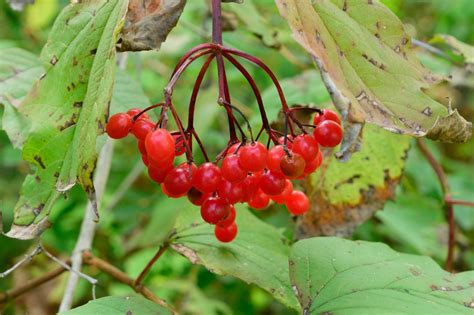 Highbush Cranberry Tree