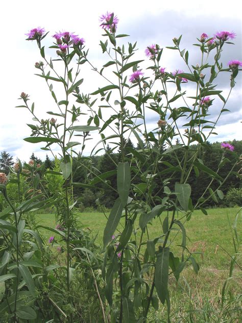 Centaurea Nigra Black Knapweed Go Botany