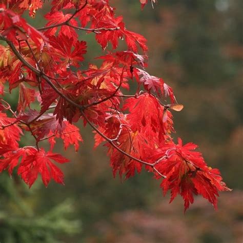 Acer Japonicum Aconitifolium érable du Japon Acer Japonicum