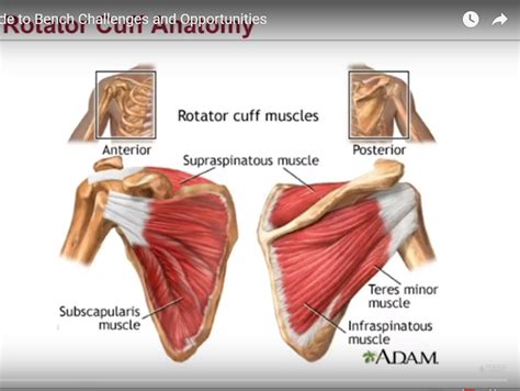 Rotator Cuff Attachments