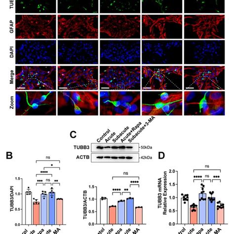 Treating With Rapamycin Promoted The Neuronal Differentiation Of HNSCs