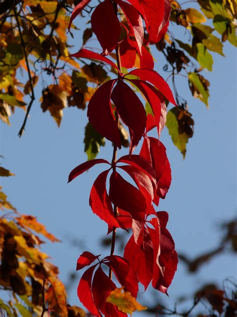 Free Images Tree Nature Branch Sunlight Leaf Flower Petal Wild