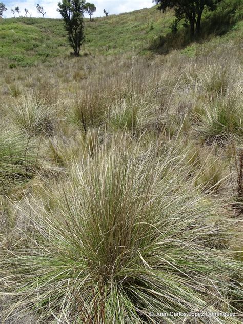 Muhlenbergia macroura from Tetla de la Solidaridad Tlax México on