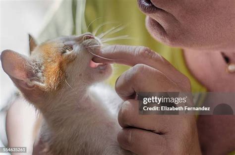 151 Cat Biting Hand Stock Photos High Res Pictures And Images Getty