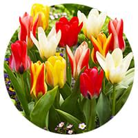 Tulipes Fosteriana Acheter Bulbes Directement De Hollande Dutch