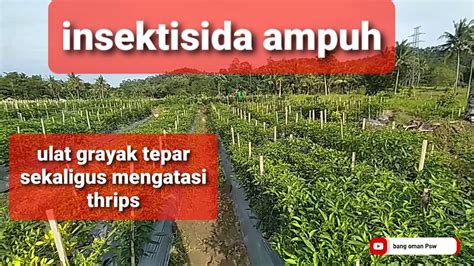 Cara Membasmi Ulat Grayak Pada Tanaman Cabe Cabe Cmk Fase Generatif