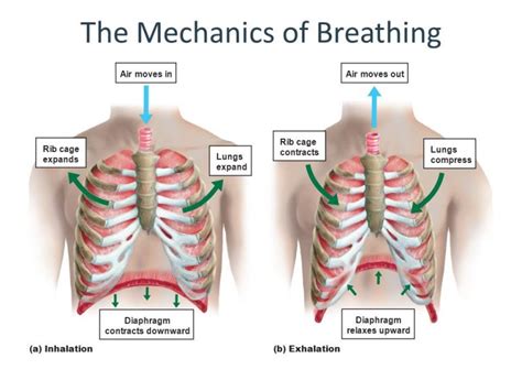 Mechanics Of Pulmonary Ventilation Pressure Changes During