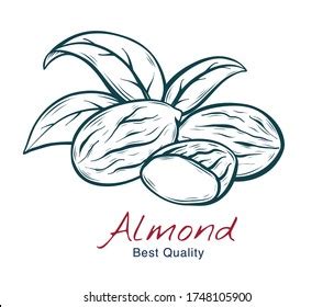 8,323 Almond Sketch Images, Stock Photos & Vectors | Shutterstock