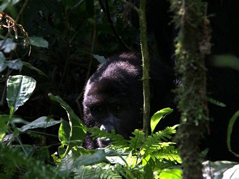 Buhoma Sector Gorilla Trekking Experience In Bwindi