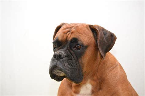 Boxer Puppy Training Tips | Canna-Pet®