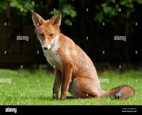 Urban red fox Stock Photo - Alamy