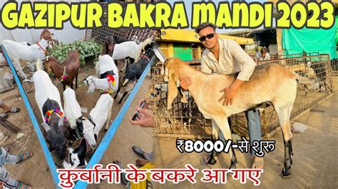 Gazipur Bakra Mandi 2023 Latest Video 8000 स शर Gazipur Bakra