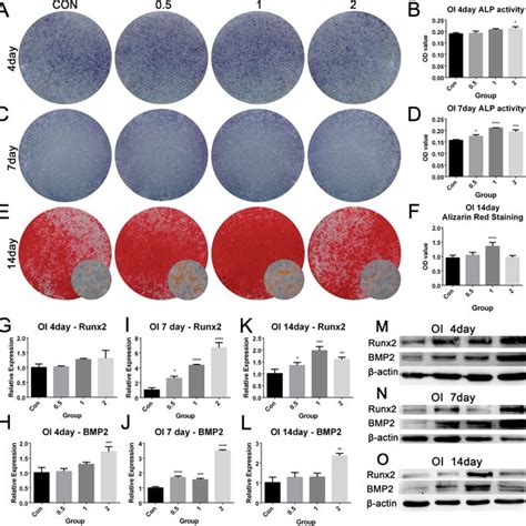 Mitochondria Transfer Enhanced The Osteogenic Differentiation Of Bmscs