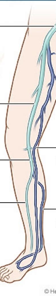 Deep And Superficial Veins Diagram Quizlet