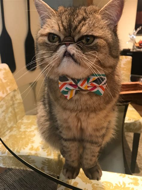 This Grumpy Cat With A Cute Bow Tie Raww