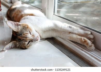 Tabby Cat Sleeping On Window Ledge Stock Photo 18274408 Shutterstock