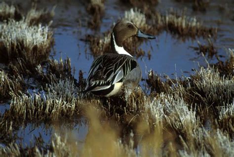 Free picture: northern pintail, drake, male