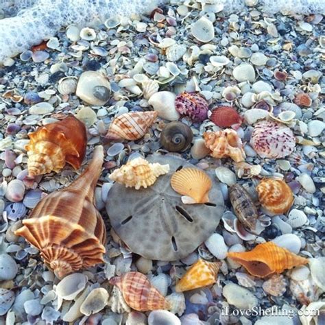 Die besten 25+ Sanibel island shells Ideen auf Pinterest | sanibel ...