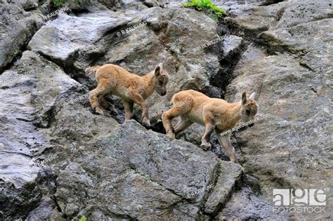 alpine ibex Capra ibex, two juveniles climbing in a rock wall, Alps ...