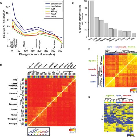 The Evolutionary Landscape Of Alternative Splicing In Vertebrate