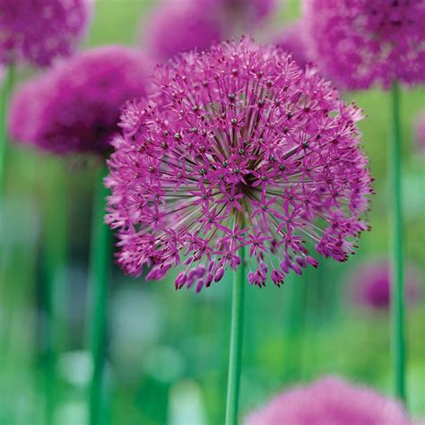 Allium Purple Sensation Flower Bulbs From Woolmans