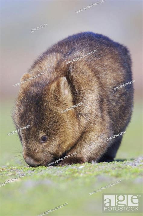 Naked-nosed wombat, Naked-nosed wombat, common wombats (Vombatus ursinus), wombat, wombats ...