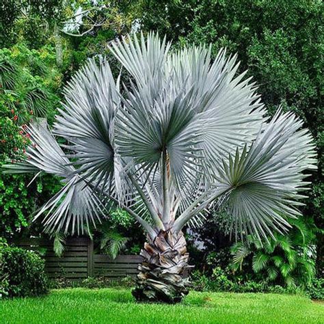 Bismarckia Palm Etree Pk