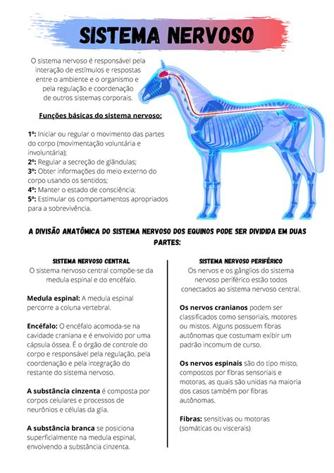 Sistema Nervoso Resumo Sistema Nervoso Funções Básicas Do Sistema