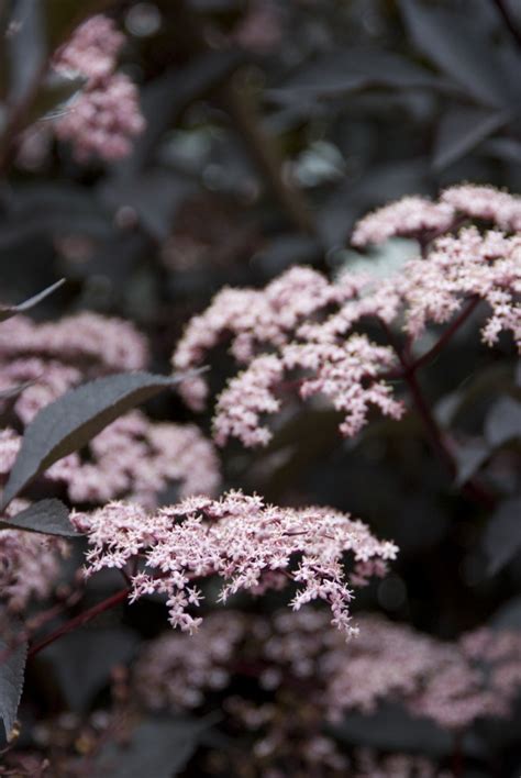 Sambucus Nigra Black Beauty Vlier Vlierbes Bloemenpark Appeltern