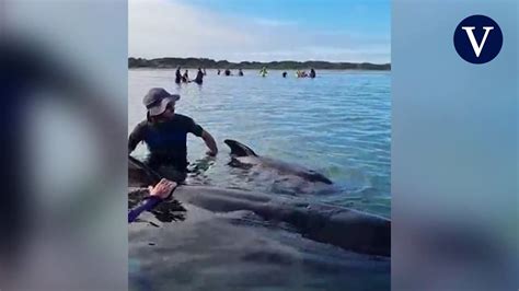 Más de cincuenta ballenas piloto se quedan varadas en una playa de