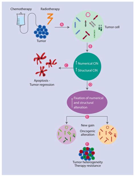 Cancers Free Full Text The Role Of Chromosomal Instability In