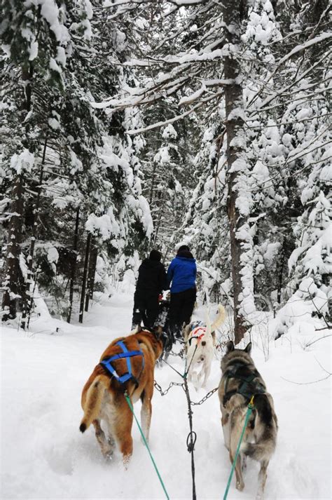 365 Things In 365 Days Blog Archive 341 Go Dog Sledding