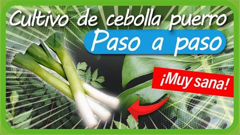 Cultivo De CEBOLLA AJO PUERRO Paso A Paso En La HUERTA Casera YouTube