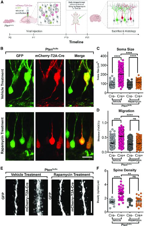 Rapamycin Treatment Rescues Pten Ko Mediated Somal Hypertrophy