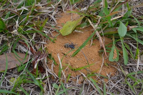 Pollinating Solitary Bees | Gardening in the Panhandle