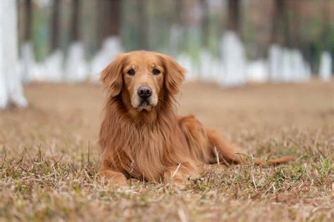 What Is A Canadian Golden Retriever