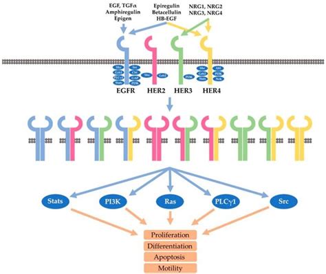 Overview Of HER2 Targeted Drugs Biopharma PEG