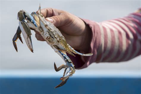 Crabbing With Kids How To Do It And The Best Places To Go Crabbing