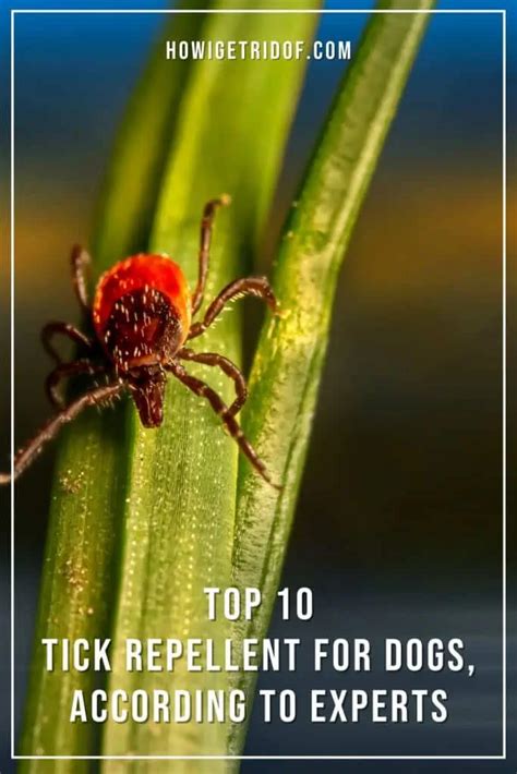 The Top 10 Tick Repellent For Dogs, According To Experts - How I Get Rid Of