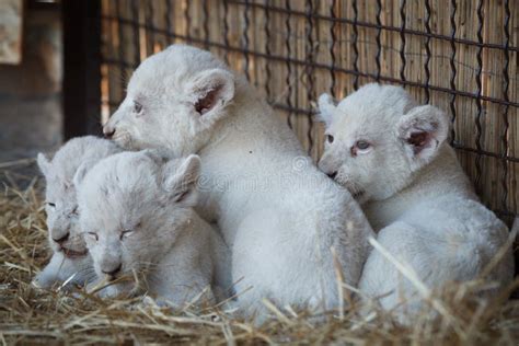 White Lion Cubs Born at the Zoo Stock Image - Image of playful, albino